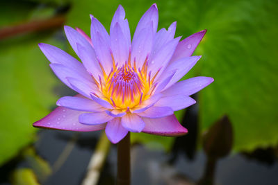 Close-up of purple water lily