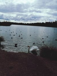 Swans in lake against sky