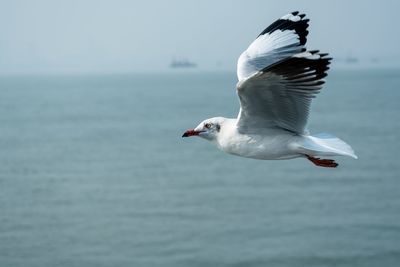 Seagull flying over sea