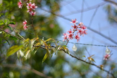 Close-up of cherry blossom on tree