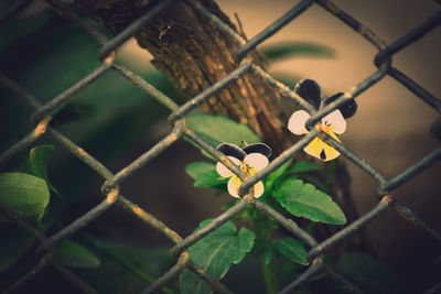 chainlink fence