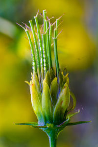 Close-up of succulent plant