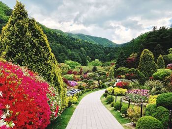 Scenic view of flowering plants in garden