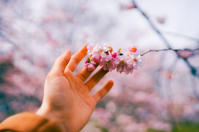 The girl holds in her hands a branch of blooming sakura. japanese traditional style. 