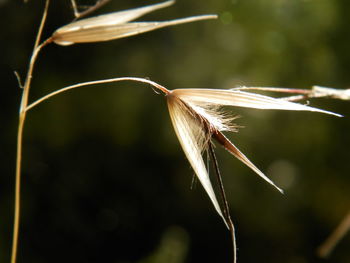 Close-up of wilted flower