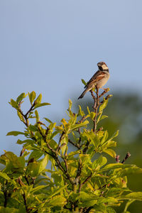 Bird perching on a plant