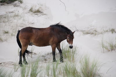 Horse in the dunes