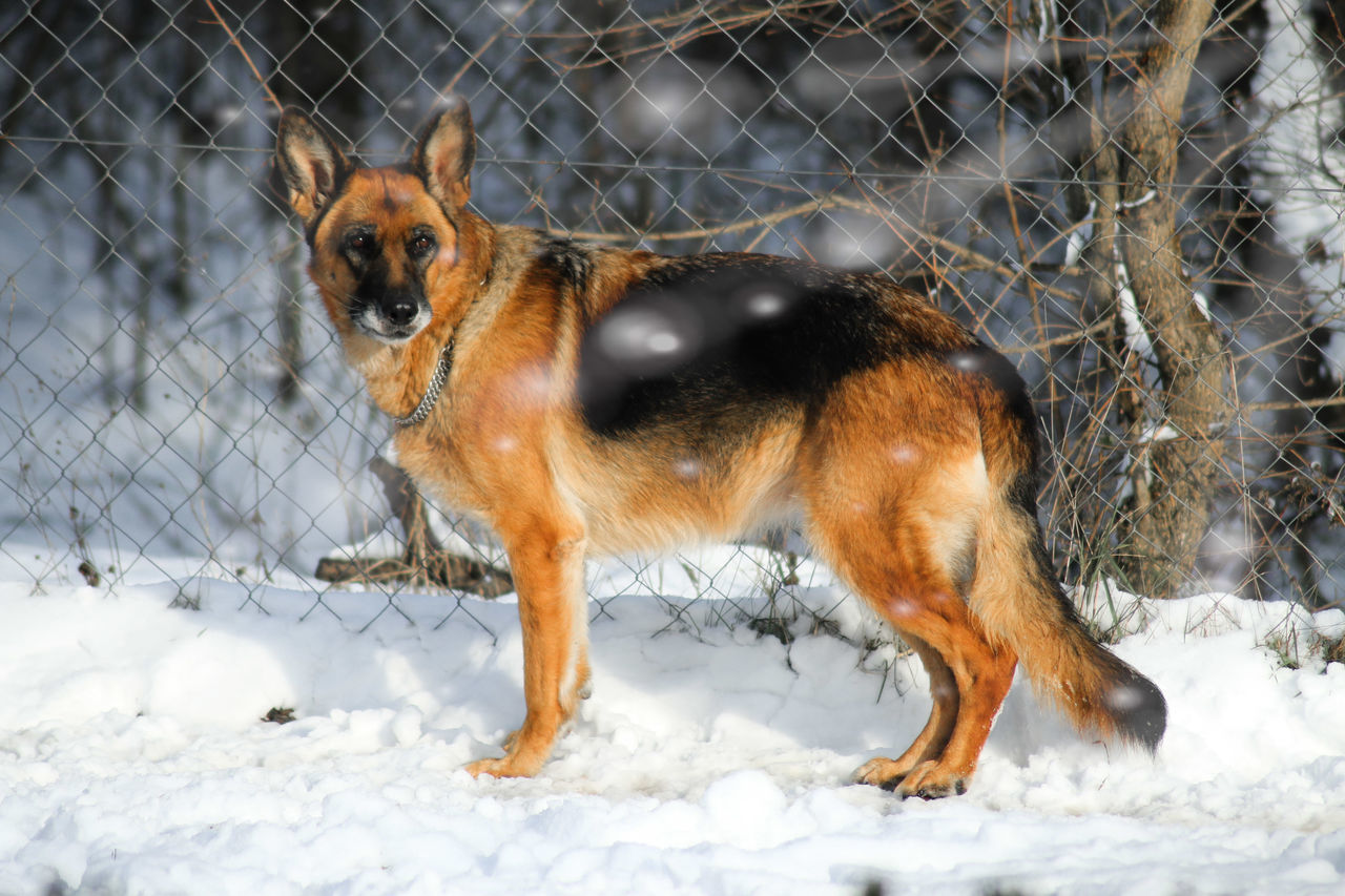 one animal, animal, animal themes, canine, dog, mammal, snow, pets, cold temperature, vertebrate, winter, domestic, domestic animals, field, land, nature, day, covering, no people, purebred dog