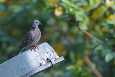 Close-up of bird perching on a tree