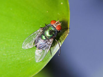 Close-up of housefly on leaf