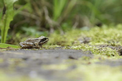 Close-up of a lizard