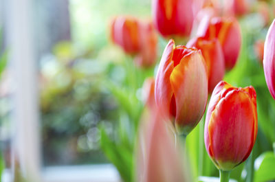 Close-up of red tulips