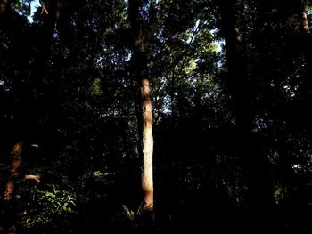 Low angle view of trees in forest at night