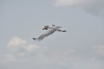 Low angle view of bird flying against cloudy sky