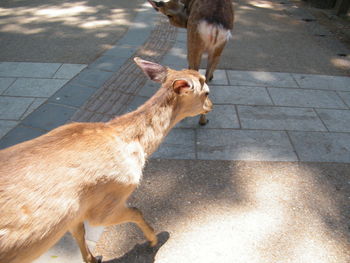 High angle view of deer on street