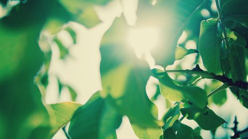 Close-up of fresh green leaves