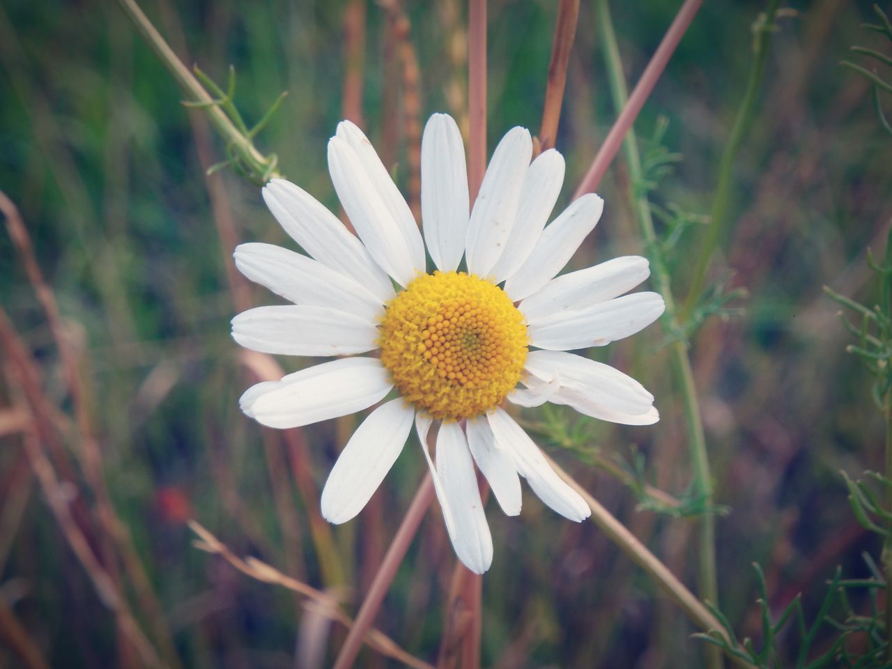 flower, freshness, petal, flower head, fragility, growth, pollen, daisy, beauty in nature, close-up, focus on foreground, blooming, single flower, white color, nature, plant, in bloom, yellow, field, selective focus