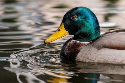 Close-up of mallard duck swimming in lake