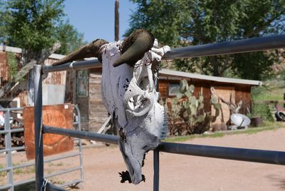 Cattle skull on paddock fence