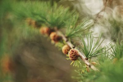 Close-up of pine cones growing on tree