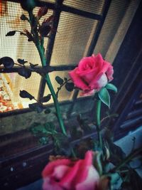 Close-up of pink roses