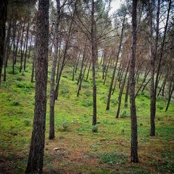 Trees in forest