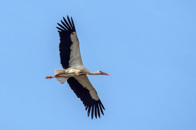 Low angle view of bird flying against clear blue sky