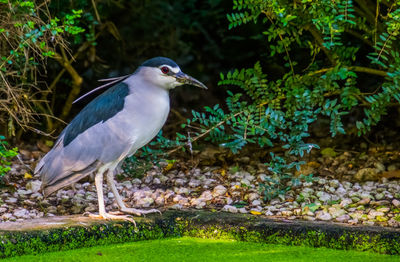 Bird perching on a land