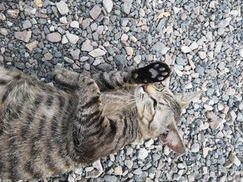 High angle view of cat on stone