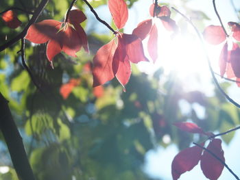 Close-up of autumnal leaves against blurred background