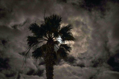 Low angle view of silhouette palm trees against sky