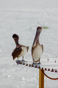 Birds perching on a lake