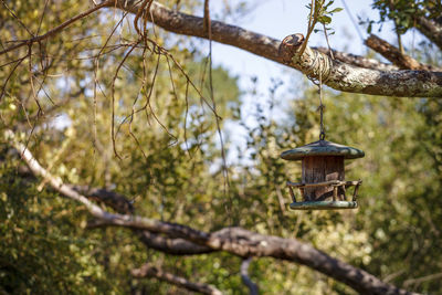 Low angle view of electric lamp hanging on tree