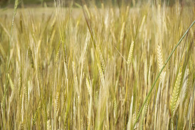 Close-up of stalks in field