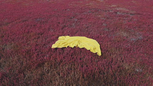 Blanket on levander field