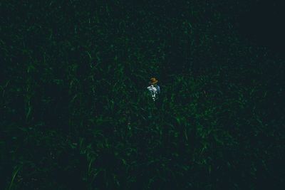 High angle view of person standing on field