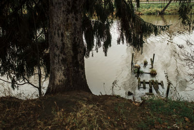 Scenic view of lake in forest