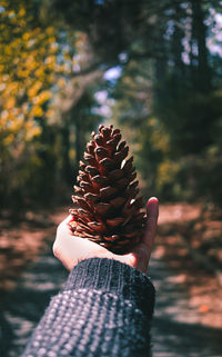 Close-up of hand holding leaf against trees