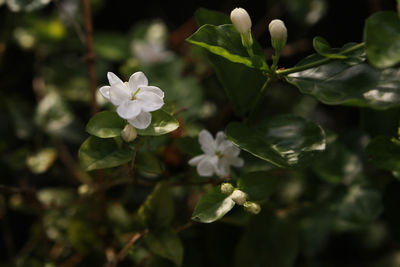 Close-up of white flowering plant