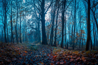 Trees in forest during autumn