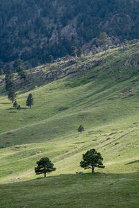 High angle view of trees on field