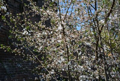 Low angle view of cherry blossom tree