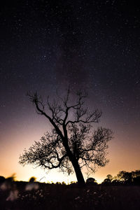 Silhouette tree on field against sky at night