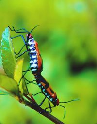 Close-up of insect on plant