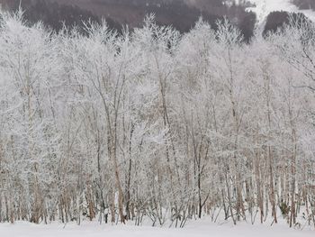 Snow covered land and trees in forest