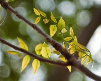 Close-up of leaves on branch