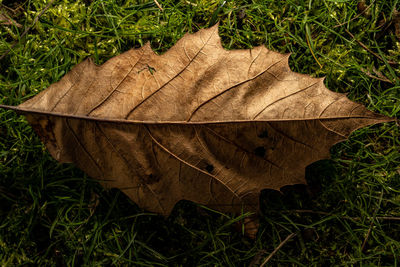 High angle view of dry leaves on grassy field