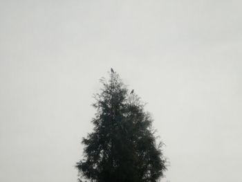 Low angle view of tree against sky