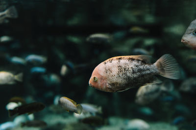 Close-up of fish swimming in sea