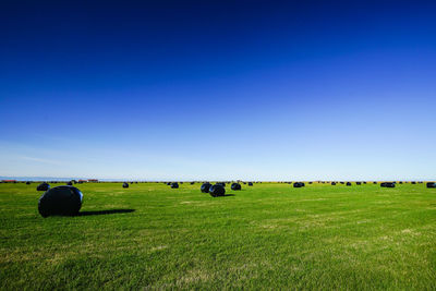 Hay bales on field against clear blue sky